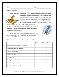 Octopus and Squid Preview