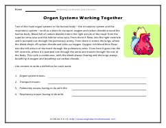 Organ Systems Working Together Preview